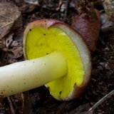 Aureoboletus auriporus image