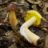 Aureoboletus auriporus image