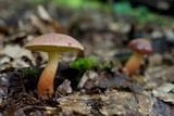 Aureoboletus auriporus image