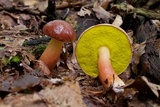 Aureoboletus auriporus image