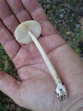 Amanita sect. Vaginatae image