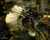 Peltigera phyllidiosa image