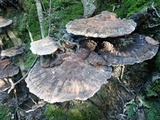 Inonotus dryadeus image
