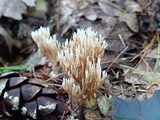 Lentaria micheneri image