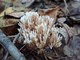 Lentaria micheneri image