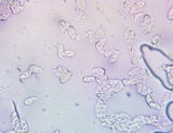 Lentaria micheneri image