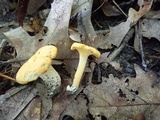 Cantharellus flavus image