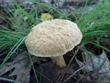 Gyroporus cyanescens image