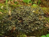 Peltigera phyllidiosa image