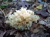 Sebacina sparassoidea image