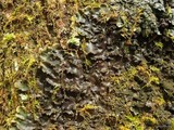 Peltigera phyllidiosa image