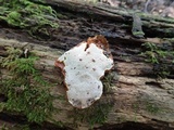 Ganoderma sessile image