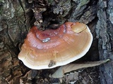 Ganoderma sessile image