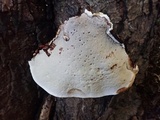 Ganoderma sessile image