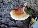 Ganoderma sessile image
