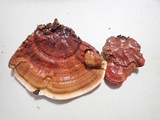 Ganoderma sessile image