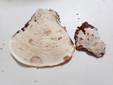 Ganoderma sessile image