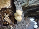 Pholiota squarrosa image