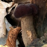 Boletellus chrysenteroides image