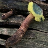 Boletellus chrysenteroides image