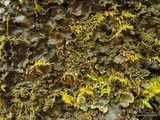 Peltigera phyllidiosa image