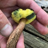 Boletellus chrysenteroides image