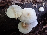 Lentinus tigrinus image