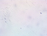 Lentinus tigrinus image