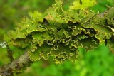 Pseudocyphellaria aurata image