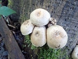 Lentinus tigrinus image