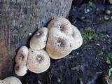 Lentinus tigrinus image