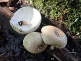 Lentinus tigrinus image