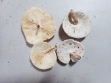 Lentinus tigrinus image