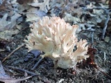 Ramaria botrytis image