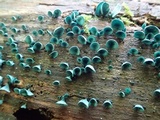 Chlorociboria aeruginascens image