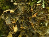Pseudocyphellaria perpetua image