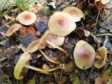 Marasmius cohaerens image