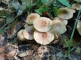 Marasmius cohaerens image
