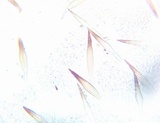 Marasmius cohaerens image