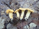 Cantharellus flavus image