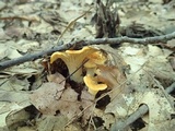 Cantharellus flavus image