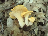 Cantharellus flavus image