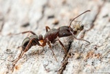 Ophiocordyceps variabilis image