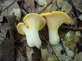 Cantharellus phasmatis image