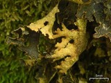 Pseudocyphellaria perpetua image