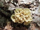 Sebacina sparassoidea image
