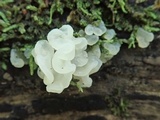 Ductifera pululahuana image