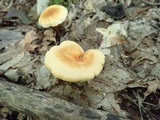 Hygrophoropsis aurantiaca image