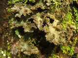 Sticta fragilinata image