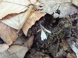 Thelephora penicillata image